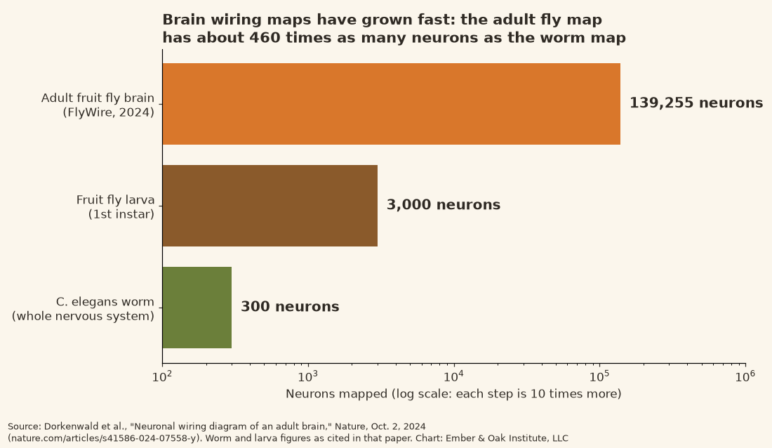 Horizontal bar chart on a log scale comparing neurons in mapped nervous systems: C. elegans worm, 300; first-instar fruit fly larva, 3,000; adult fruit fly brain mapped by FlyWire in 2024, 139,255. Source: Dorkenwald et al., Nature, Oct. 2, 2024.